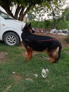 German Shepherd breeder female | long Coat | huge size Dog | GSD