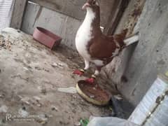 kabootar