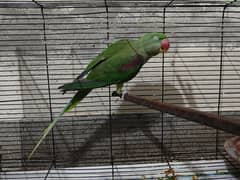 RAW BREEDER FEMALE