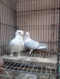 sentient breeder male 2 pieces available A+ quality