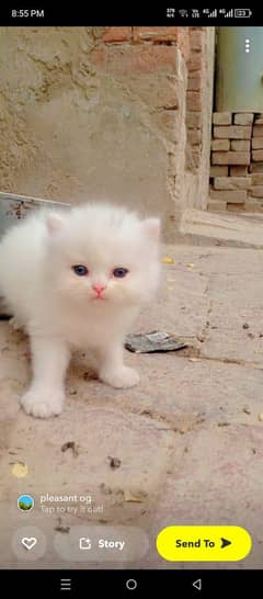 Persian cat for sale male or female my WhatsApp 0370=36=50=874