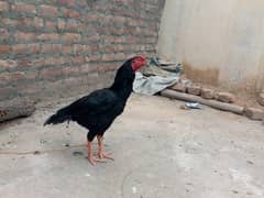 Aseel Laraako murgha for sale