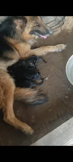 German Shepherd Puppies for Sale - Intelligent, Loyal, and Playful!