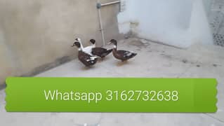 Ducks
