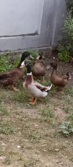 Ducks
