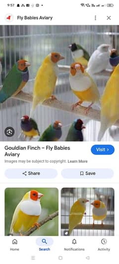 kisi bah iko goldian finches ka pair 2000 me de na ho wo rabta kare