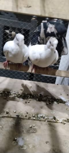 pair of dove white colour
