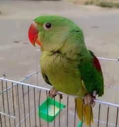 Kashmiri Raw Chick Male For Sale