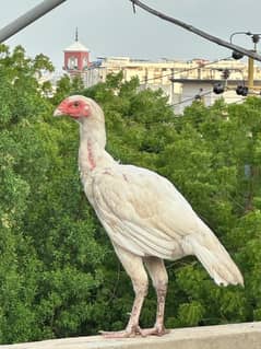 Qandhari Aseel Rooster Chicks and Hens Available for Sale