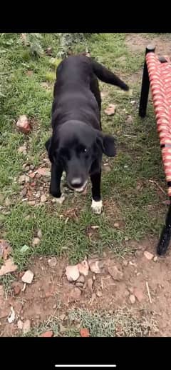 Labra + gultair cross