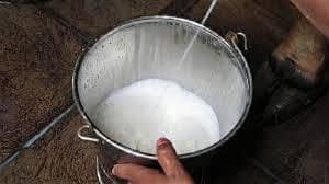 fresh milk available