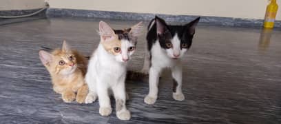 Kitty and 3 kittens