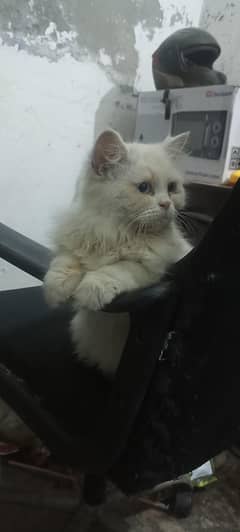 Kitty