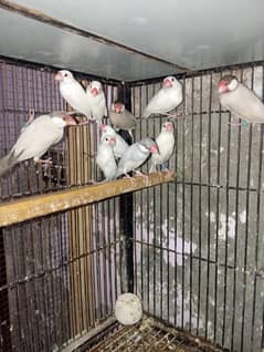 white java breeder pair contacts number 03017190365