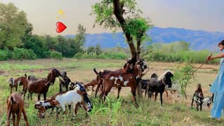 betal female goats