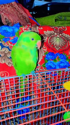 VIP parrot for sale