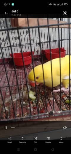 yellow patha