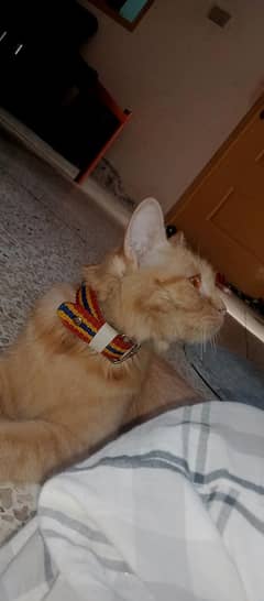 Brown shade female Persian cat