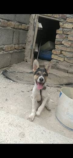 Securety dog