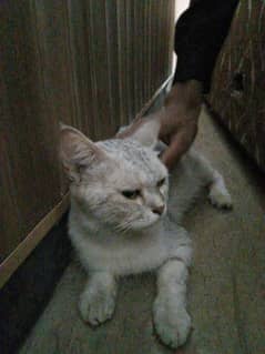 Gray British Shorthair Cat For Sale