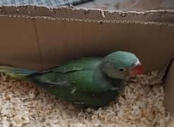 Kashmiri Raw Chick Male For Sale