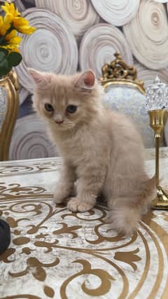 Golden brown kitten