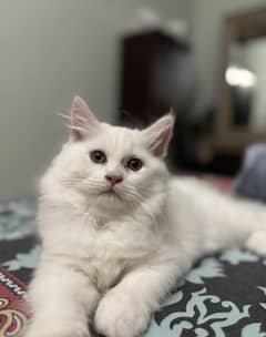 Pure persian, double coated, home bred