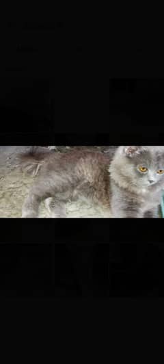 british longhair kitten