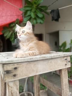 Persian