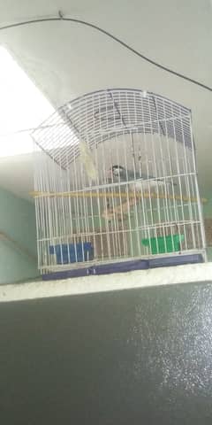 Java singing finch