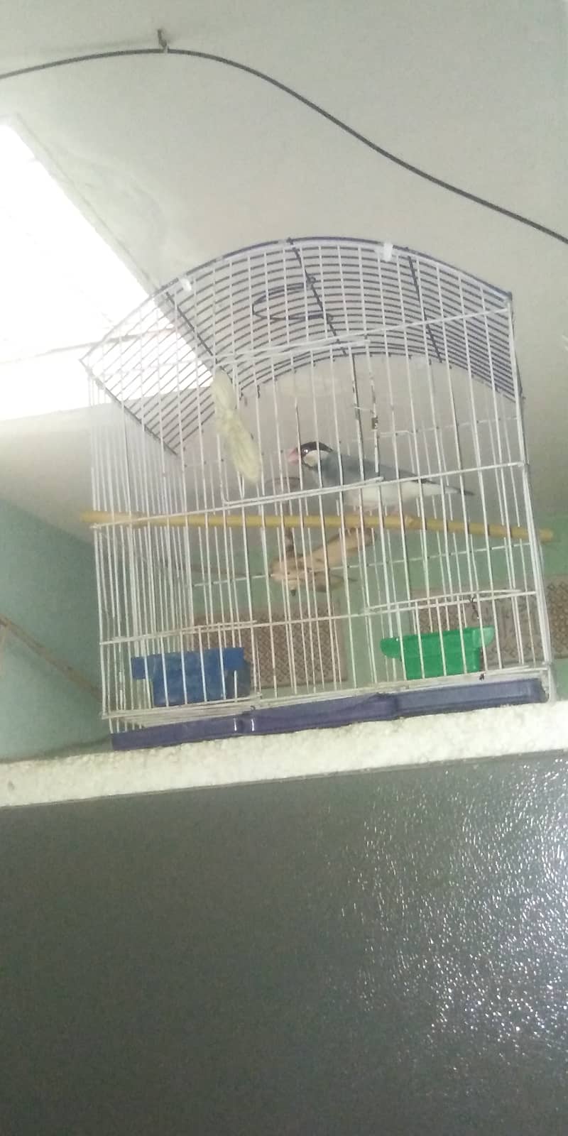 Java singing finch 0