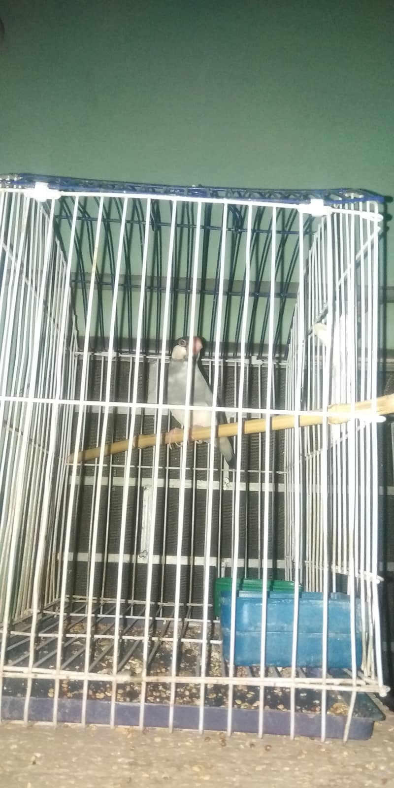 Java singing finch 1