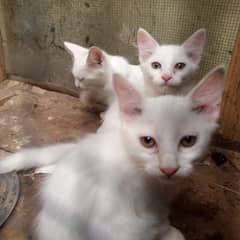 3 Persian kittens