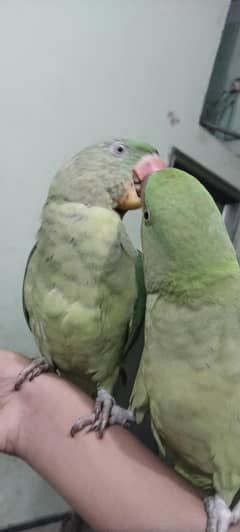 Kashmire Raw parrot