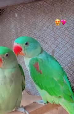 parrat