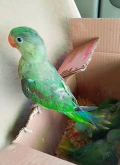 Kashmiri Raw Chick Male For Sale
