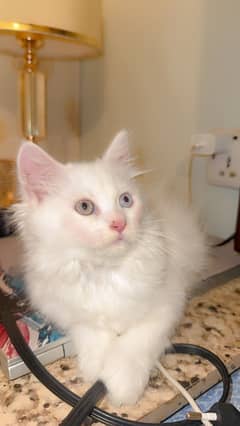 Persian