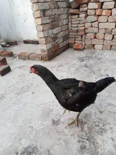 Aseel