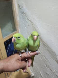 Ringneck