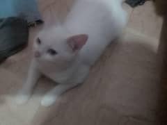 Persian cat hai white color hai sale  3Saal ki hai