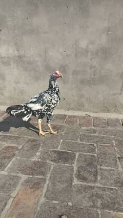 cheeni murgi breed k liye ready ha kurak murgi also available