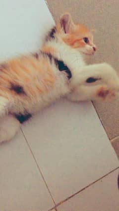 kitten