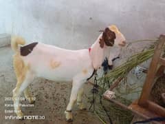 Bakra