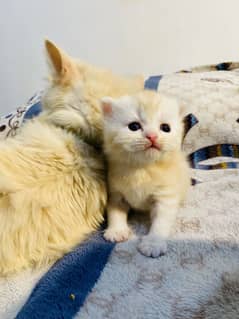 Adorable 3-Month-Old Kittens for Adoption – Rusty & Miggie