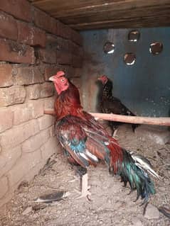 high quality pure mianwali  aseel