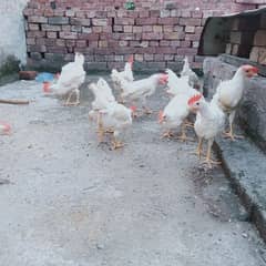 Broiler Pathy