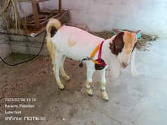 Bakra for seal Tota puri top quality Male mashallha