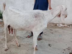 dasi goat