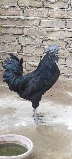 Ayam cemani