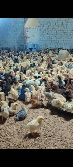 Golden Misri Chicks  /.   Desi Chicks